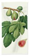 fico verdone|Fico verdone. [Ficus carica ; Fig]